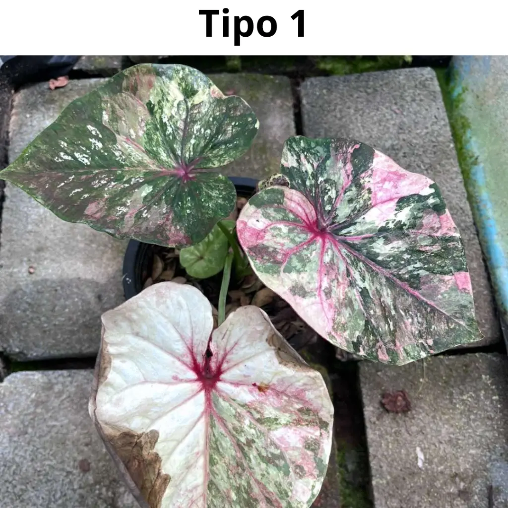 Web product images2.webp