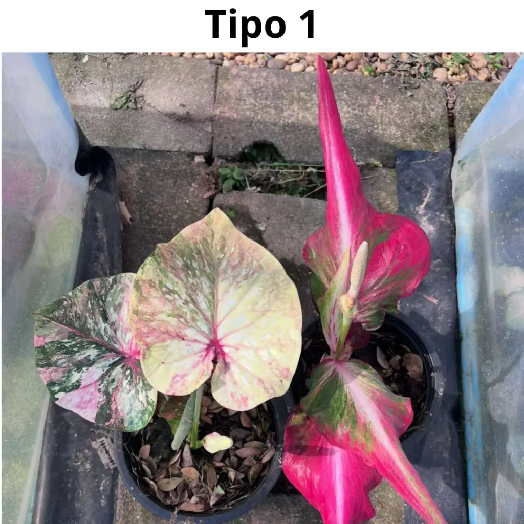 Web product images3.webp