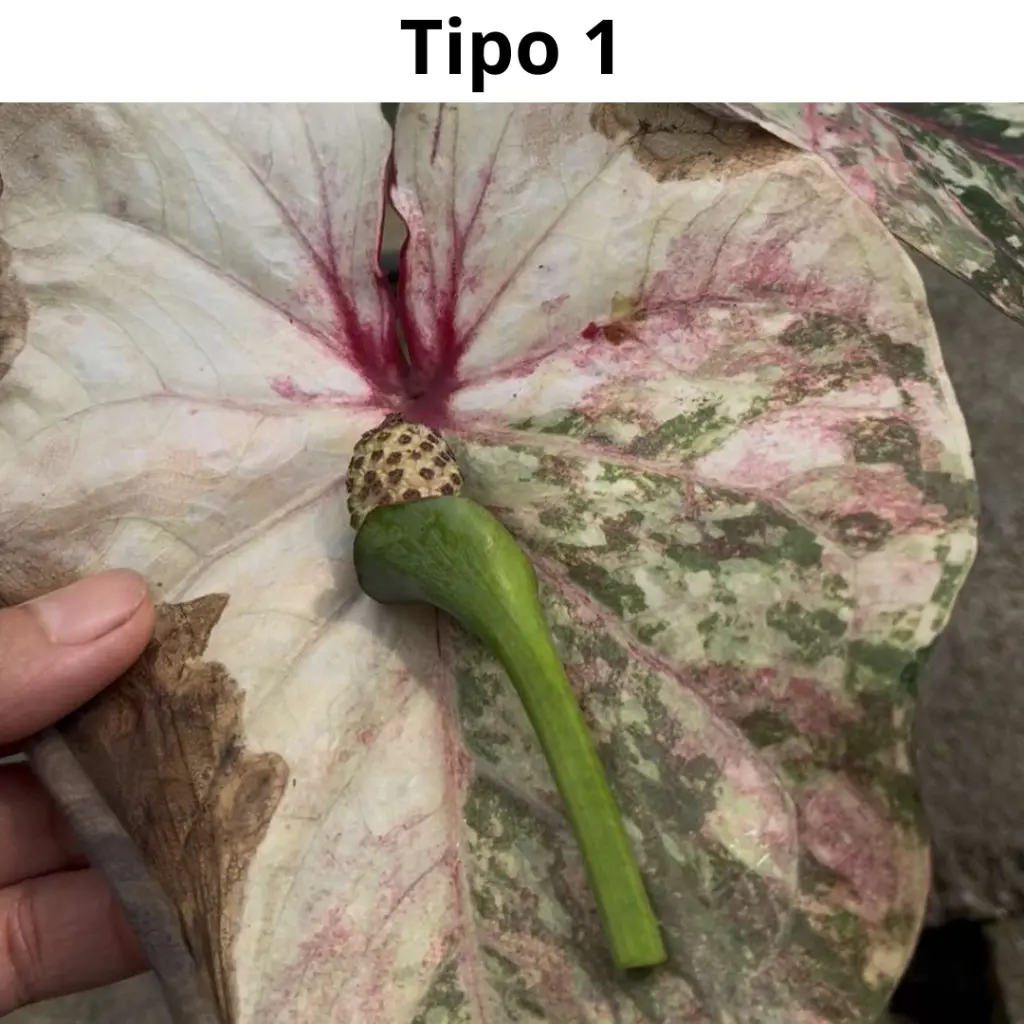 Web product images 1.webp