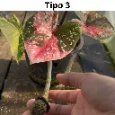 Web product images6.webp