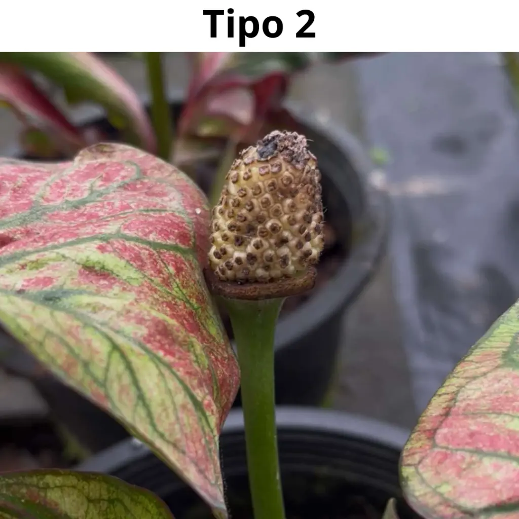 Web product images4.webp