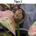 Web product images4.webp