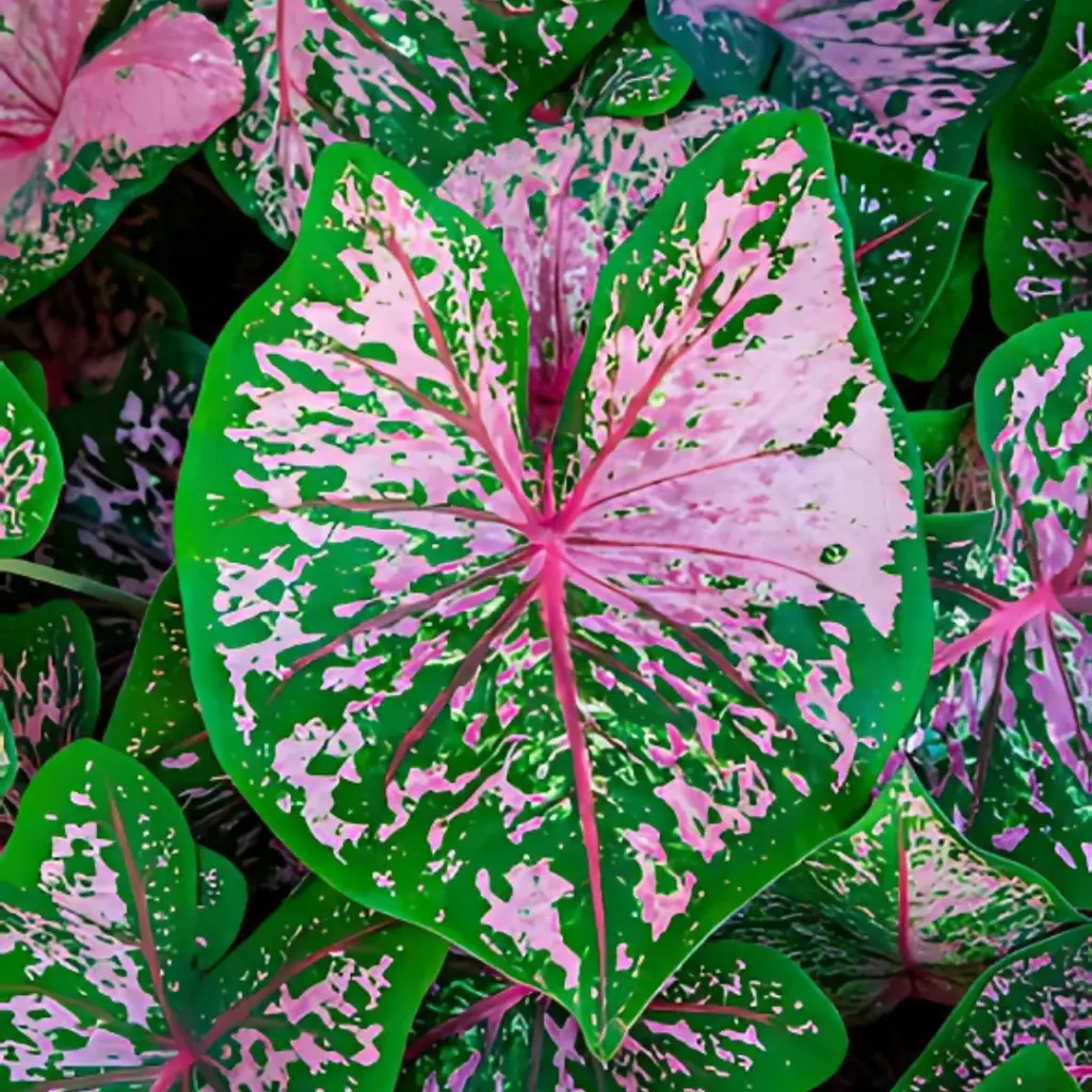 Web product picture2.webp