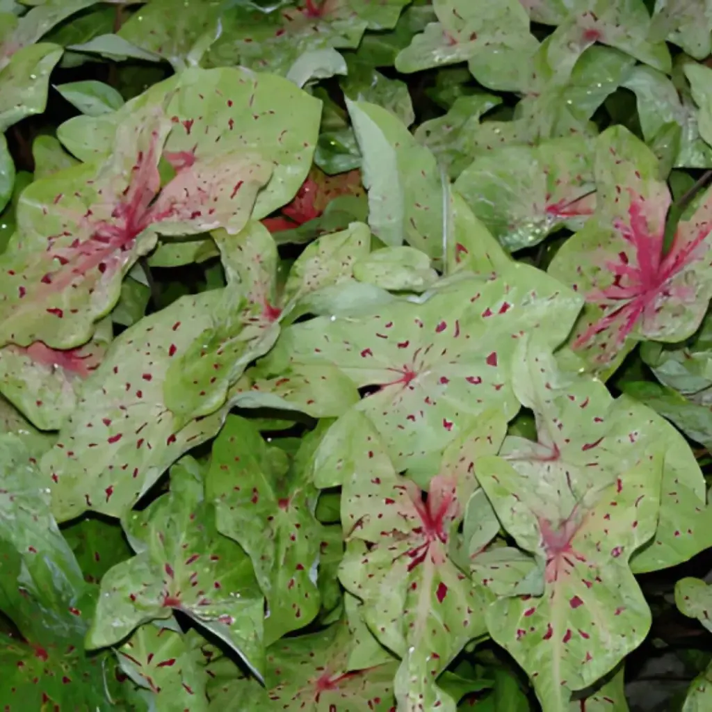 Web product picture.webp