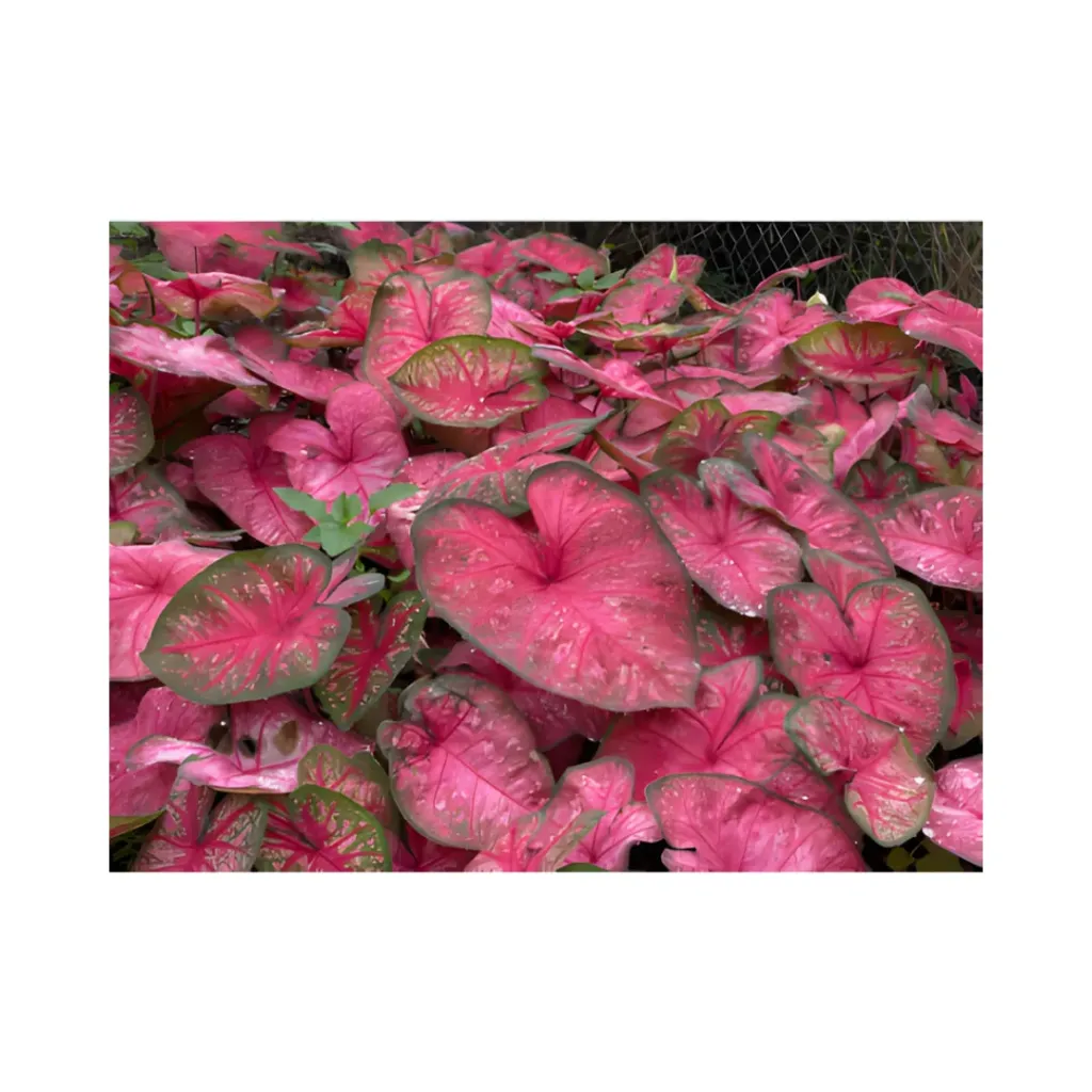 [HORCLAKITCALADIUMSEXOTICOS] Kit Premium 11 Caladiums Exóticos | Colección Tropical