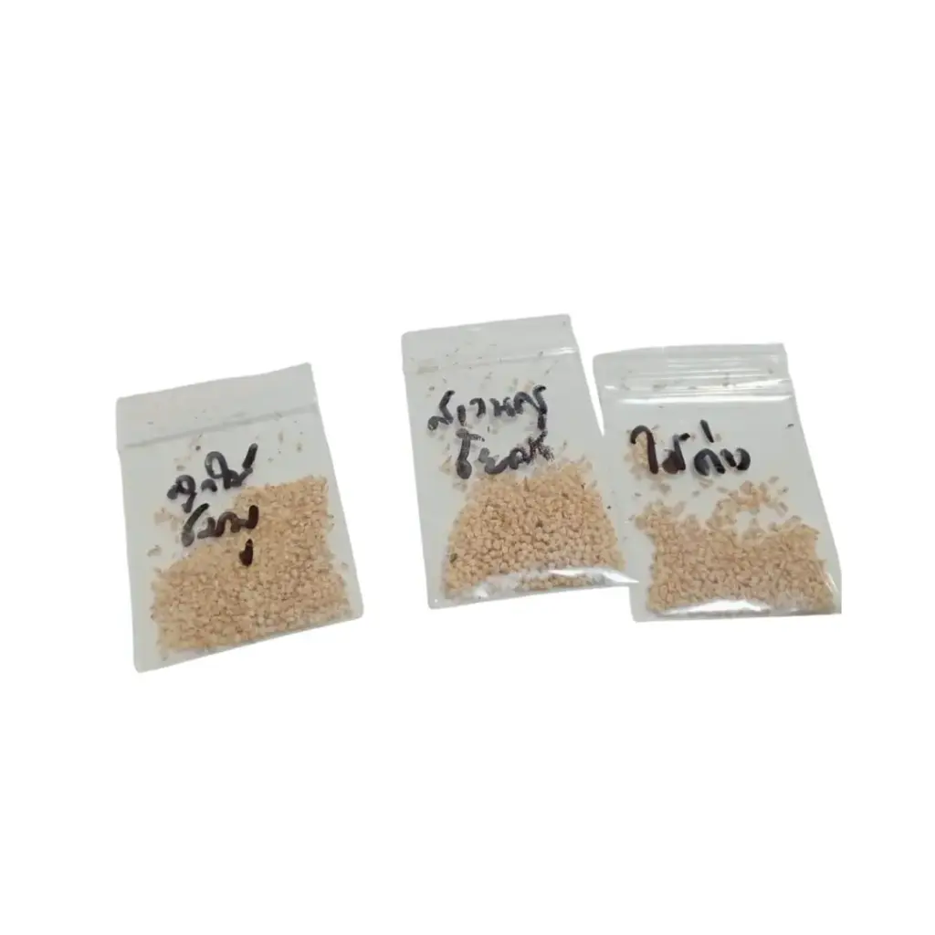 [HORCALSEEDSMUKDAHANJUL25] Semillas de Caladium Mix 3 packs x500uds Jardín Exótico Tailandia