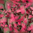 Kit 7 Caladiums Clásicos – Plantas Exóticas Tropicales