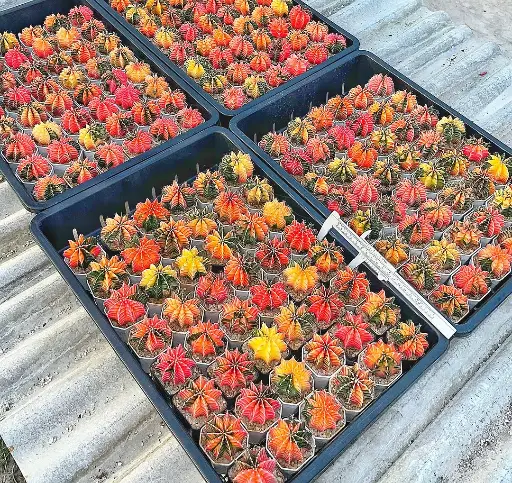 [HORNOESET192PREMIUM] Colección 192 Cactus Gymnocalycium Híbridos Premium